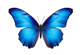 Beautiful color butterfly isolated on a transparent background