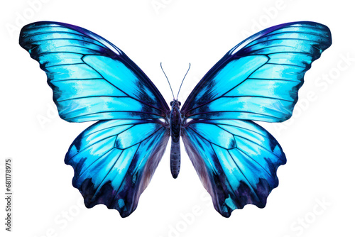 Beautiful color butterfly isolated on a transparent background photo