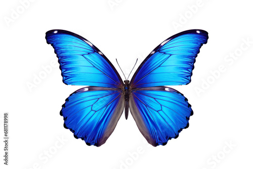 Beautiful color butterfly isolated on a transparent background