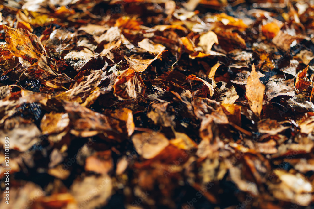 abstract dried leaves with backlight illumination