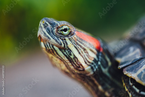 eyes of red-eared slider turtle