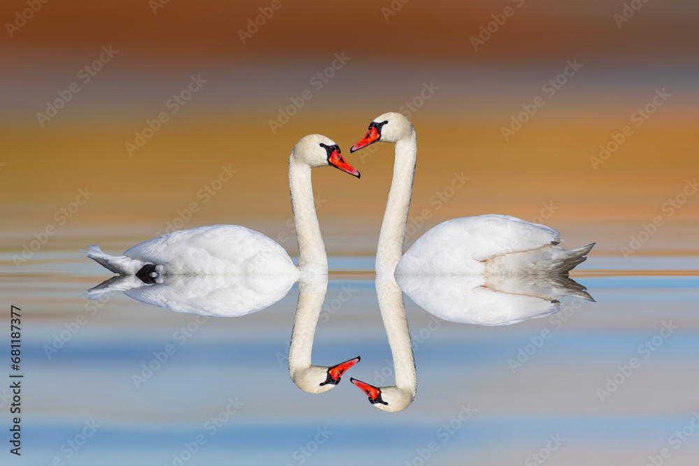 Obraz premium A pair of swans floating calmly on still water. Colorful nature background. 