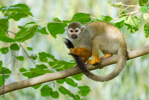 Beautiful monkey on the tree © Iveta