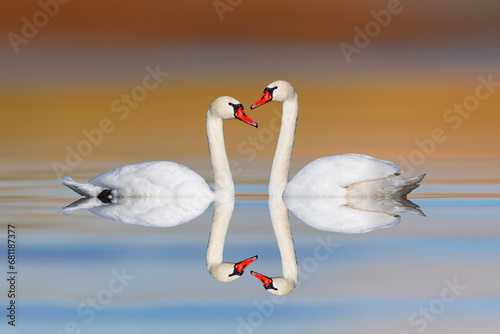 A pair of swans floating calmly on still water. Colorful nature background. 