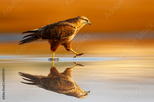 A bird of prey walking away on water. Buzzard. Colorful nature background. 