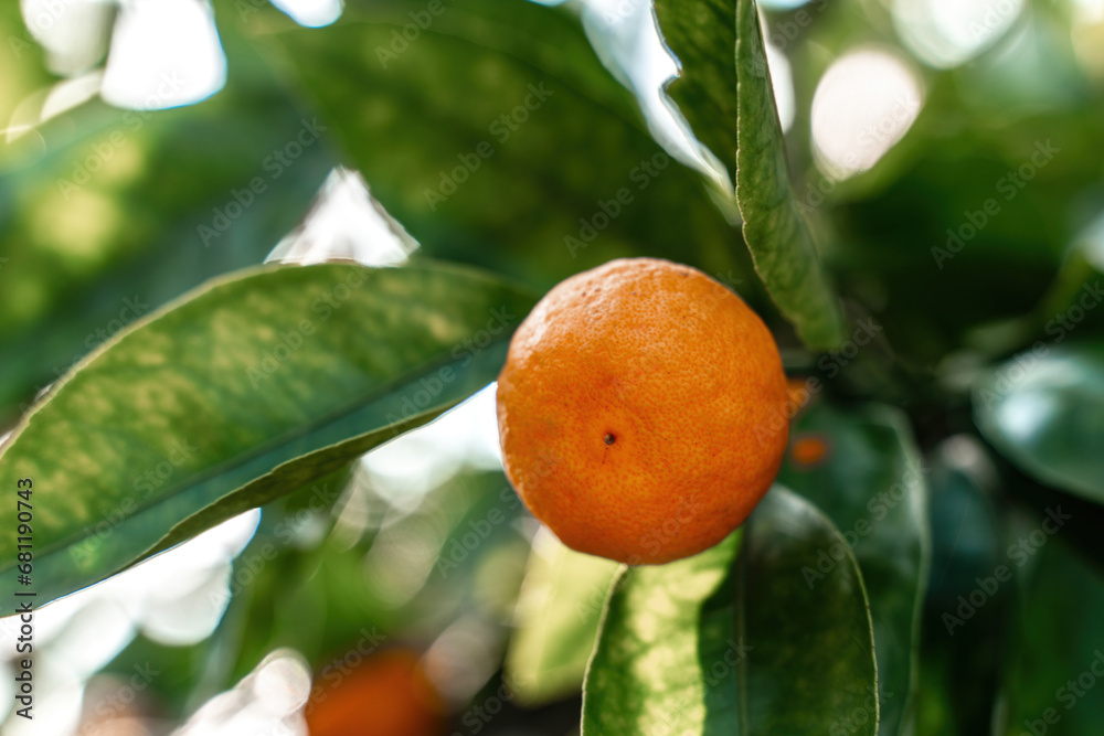 View of the Orange Garden, summer background. Farming content. A picturesque day and a gorgeous scene. Wonderful wallpaper image. Discover the beauty of the world View of the Orange Garden, summer background. Farming content. A picturesque day and a gorgeous scene. Wonderful wallpaper image. Discover the beauty of the world