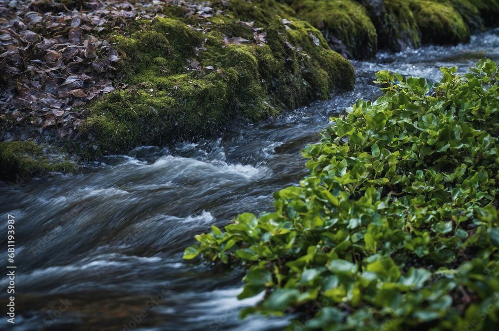 Small river (stream) in the evergreen forest. Crystal clear water, rocks, moss, fern, plants close-up. Natural textures. Atmospheric landscape. Pure nature, environment, ecology Small river (stream) in the evergreen forest. Crystal clear water, rocks, moss, fern, plants close-up. Natural textures. Atmospheric landscape. Pure nature, environment, ecology