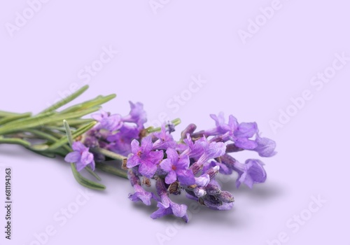 Fototapeta Naklejka Na Ścianę i Meble -  Fresh beautiful aroma Lavender flowers