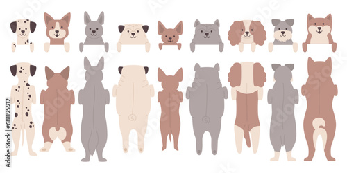 Fototapeta Naklejka Na Ścianę i Meble -  Cute dogs peeking out standing in row front and back view isolated set vector illustration