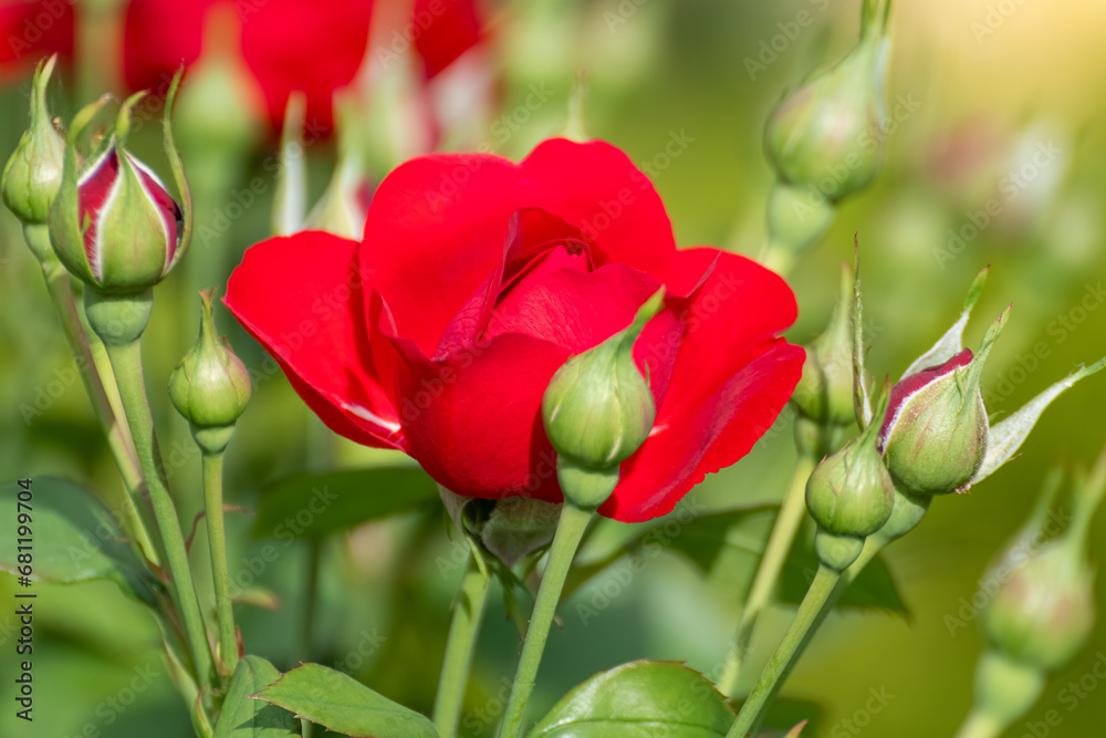 Red gorgeous rose with buds bouquet blooming in sunny greenery, close-up with blurred green background Red gorgeous rose with buds bouquet blooming in sunny greenery, close-up with blurred green background