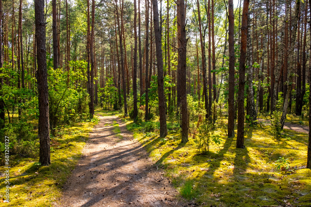 Summer mixed European wood thicket landscape of Kampinos Forest in Palmiry near Warsaw in Mazovia region of central Poland