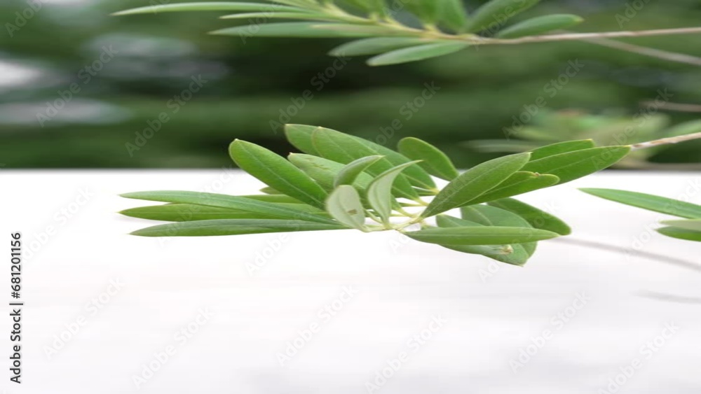 Olive tree branches on white background. Olive tree branches on white background.