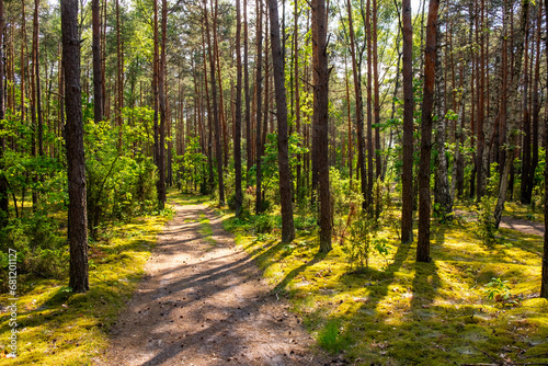 Fototapeta Naklejka Na Ścianę i Meble -  Summer mixed European wood thicket landscape of Kampinos Forest in Palmiry near Warsaw in Mazovia region of central Poland