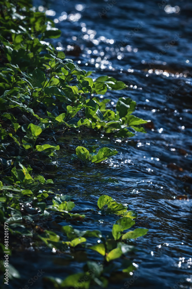 Small river (stream) in the evergreen forest. Crystal clear water, rocks, moss, fern, plants close-up. Natural textures. Atmospheric landscape. Pure nature, environment, ecology Small river (stream) in the evergreen forest. Crystal clear water, rocks, moss, fern, plants close-up. Natural textures. Atmospheric landscape. Pure nature, environment, ecology