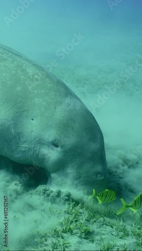 Vertical video, Se Cow or Dugong (Dugong dugon) eating Smooth ribbon seagrass (Cymodoce rotundata) on seagrass meadow then leaving, Slow motion photo