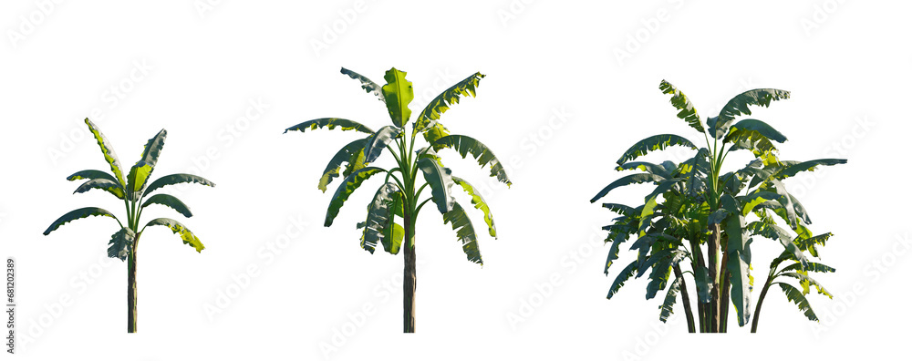 Musa paradisiaca (edible banana), Musa acuminata and Musa balbisiana Plantain Banana herbaceous plant palm frontal medium and small isolated png on a transparent background perfectly cutout