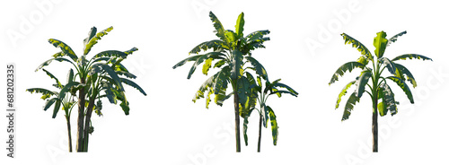 Musa paradisiaca (edible banana), Musa acuminata and Musa balbisiana Plantain Banana herbaceous plant palm frontal medium and small isolated png on a transparent background perfectly cutout photo