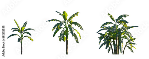 Musa paradisiaca (edible banana), Musa acuminata and Musa balbisiana Plantain Banana herbaceous plant palm frontal medium and small isolated png on a transparent background perfectly cutout