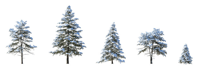 Winter picea pungens colorado green spruce with snow evergreen pinaceae needled tree isolated png on a transparent background premium cutout