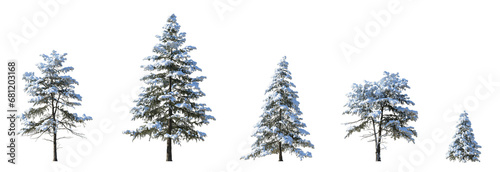 Set of winter picea pungens colorado green spruce with snow evergreen pinaceae needled tree isolated png on a transparent background perfectly cutout
 photo