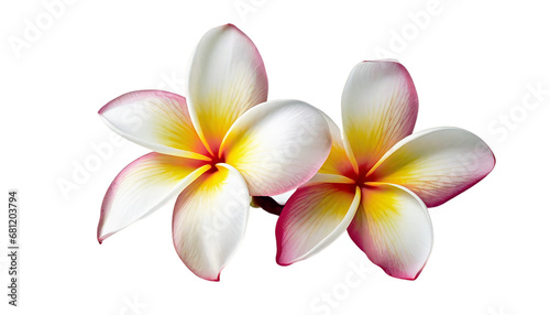 Frangipani flower isolated on Transparent Background Png