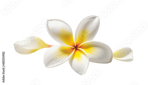 Frangipani flower isolated on Transparent Background Png