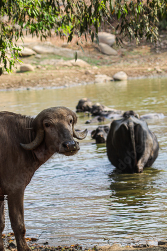 adult water buffalo in water