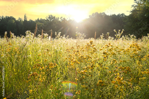bright field yellow flowers buttercups in the meadow Sunny spring morning © Ann Stryzhekin