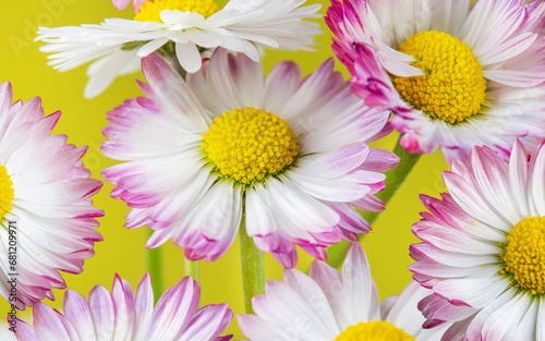 many white and pink daisies on a bright background