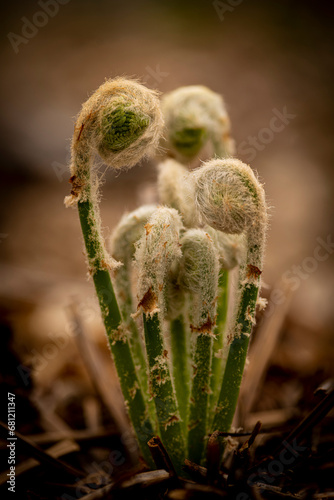 Young Fern