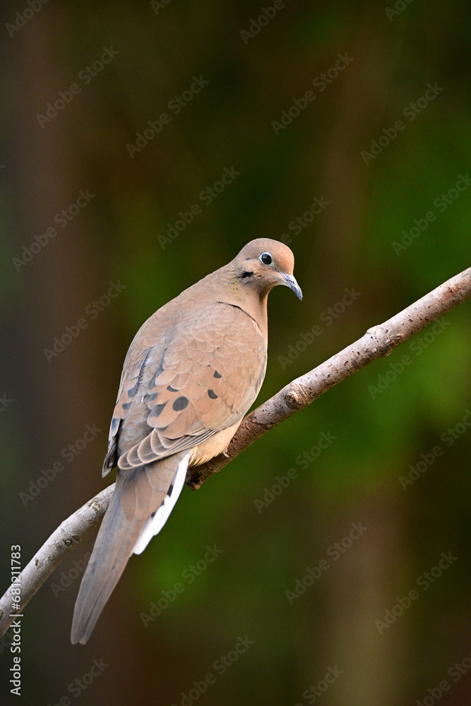 Mourning Dove perched on a branch along the edge of a forest Mourning Dove perched on a branch along the edge of a forest