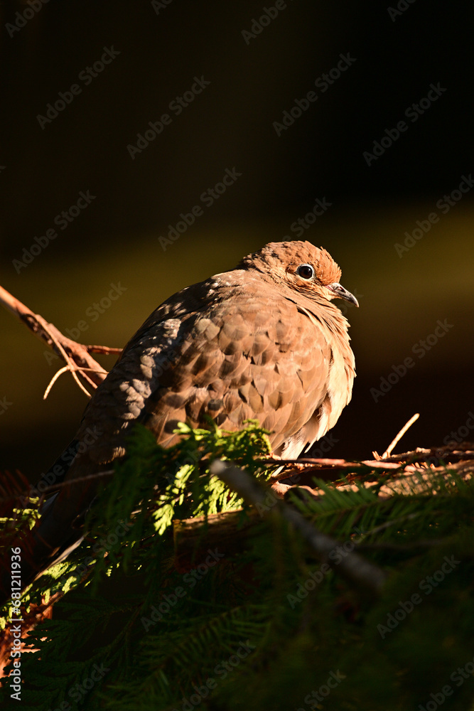 Fototapeta premium A Mourning Dove bird sits on a branch at dawn with its feather plumage puffed up protecting it from the cold