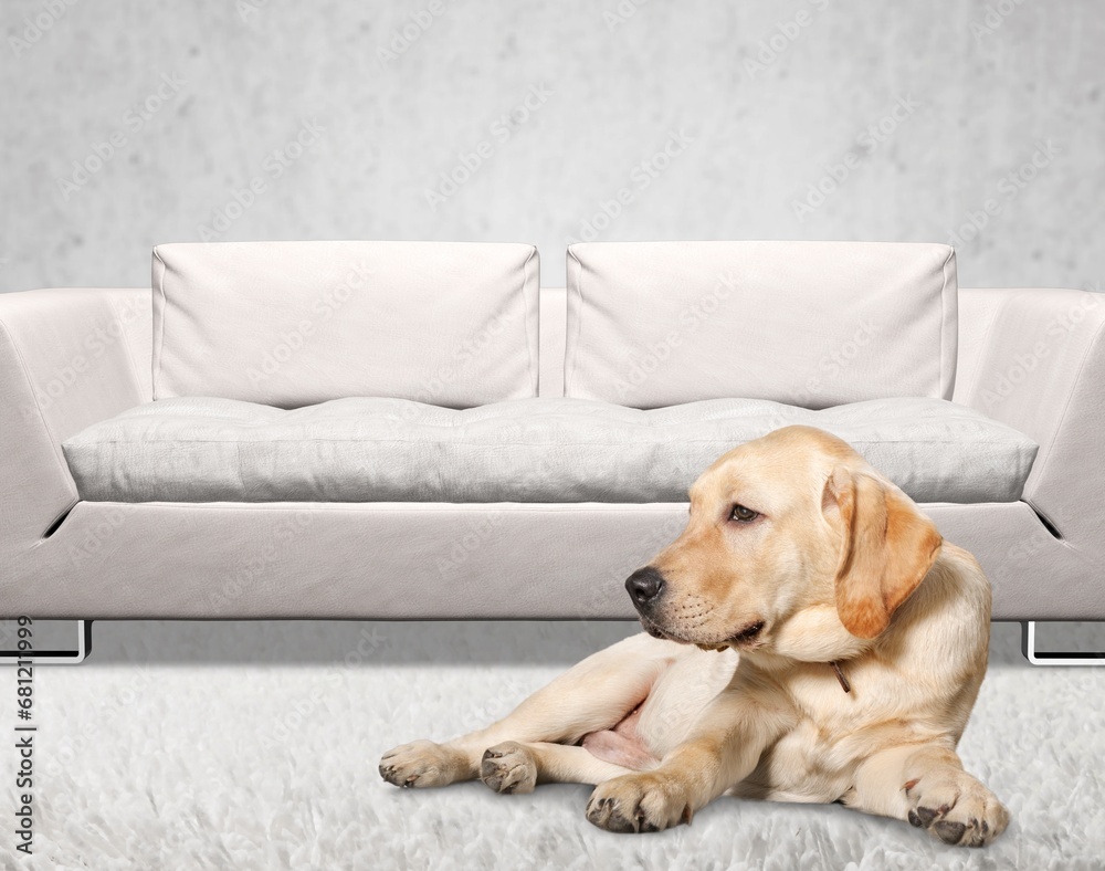 Calm pet relaxed in the domestic room. Calm pet relaxed in the domestic room.