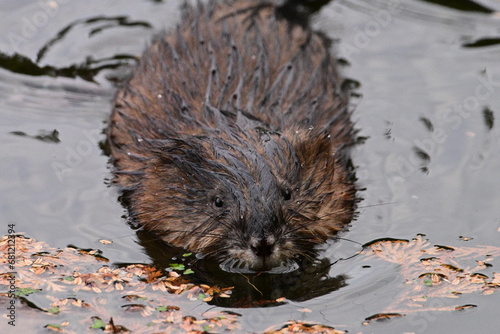 Close up of a muskrat swimming along calm river water making ripples on the pater surface