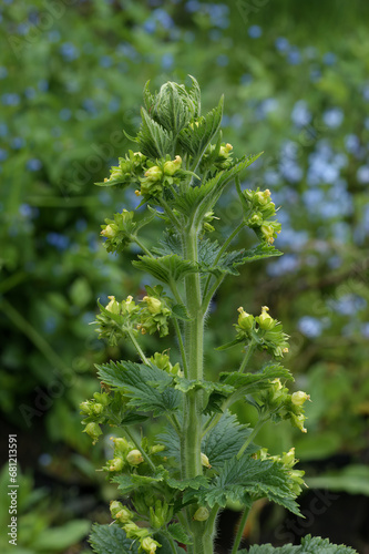 Vertical closeup on a flowering yellow Figwort or Great Orme, Scrophularia vernalis in the garden photo