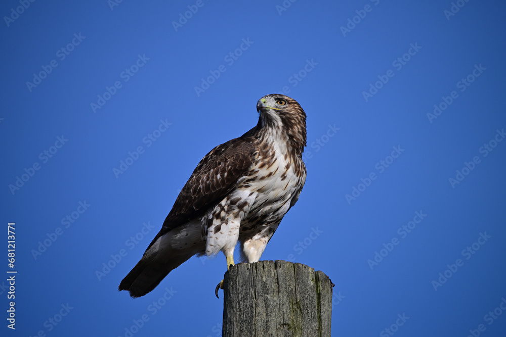Juvenile Red-tailed Hawk on hydro pole Juvenile Red-tailed Hawk on hydro pole