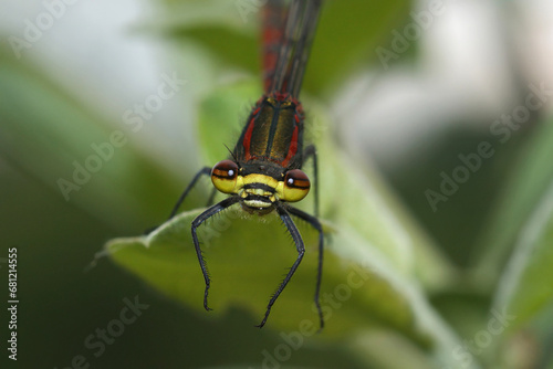 Facial closeup on a colorful European Large red damselfly, Pyrrhosoma nymphula, sitting on a leaf