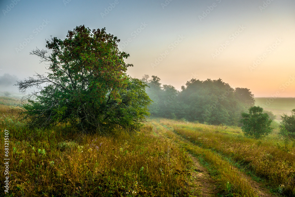 Forest with fog in the morning . Summer morning . Blue hour . Trees and fog . Blue colors .Fog over the forest . Beautiful landscape 