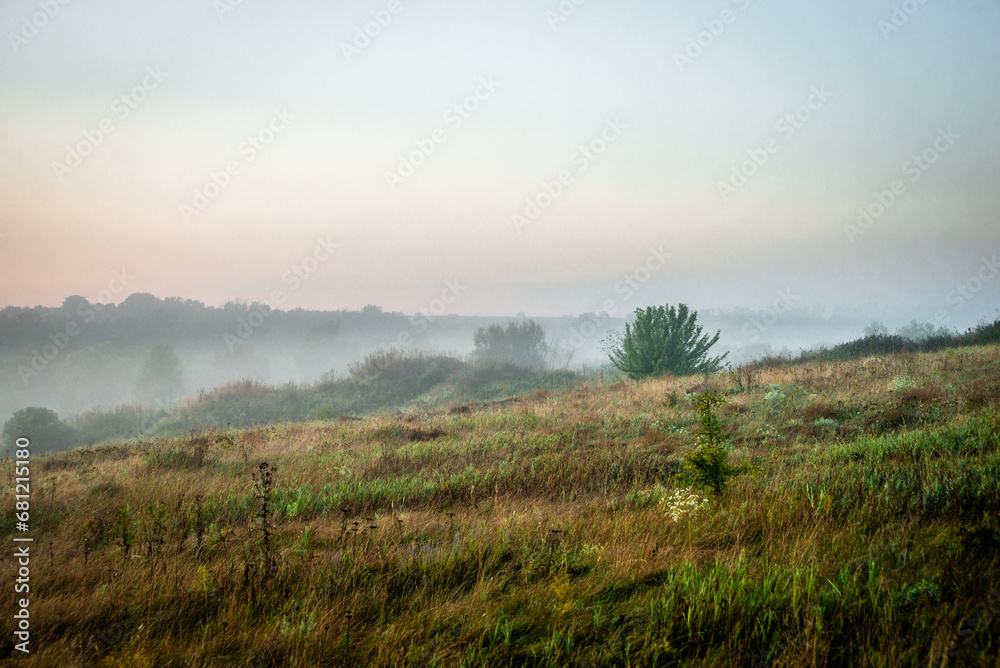 Forest with fog in the morning . Summer morning . Blue hour . Trees and fog . Blue colors .Fog over the forest . Beautiful landscape 