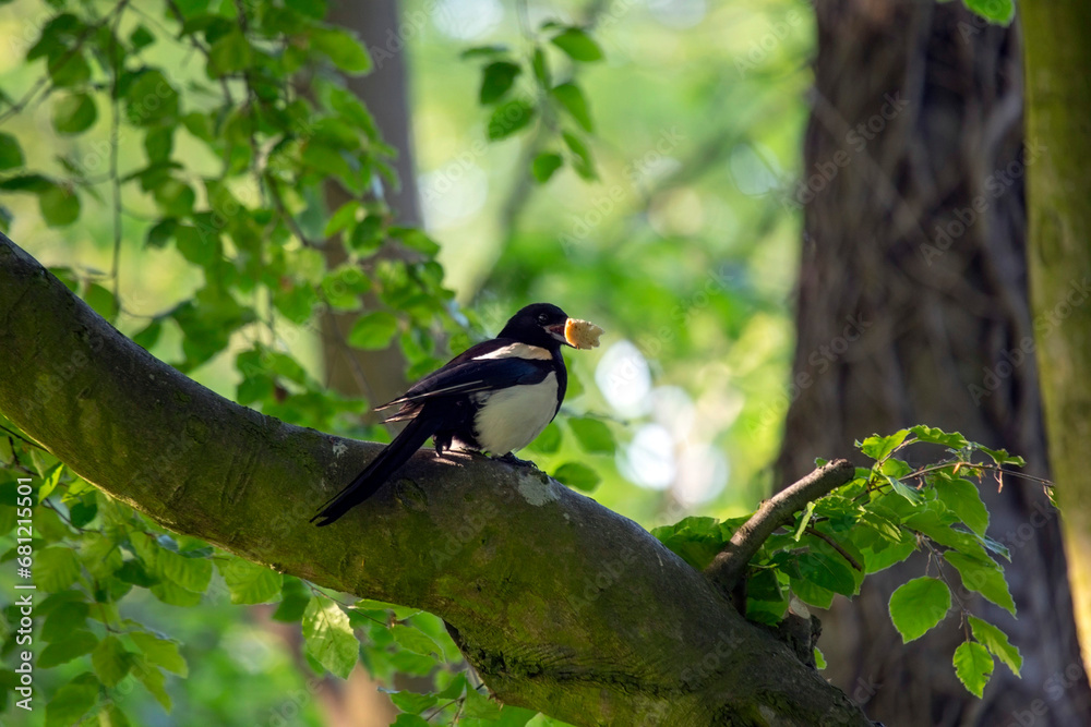 Fototapeta premium Magpie (Pica pica)