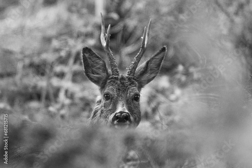 deer © Jonas