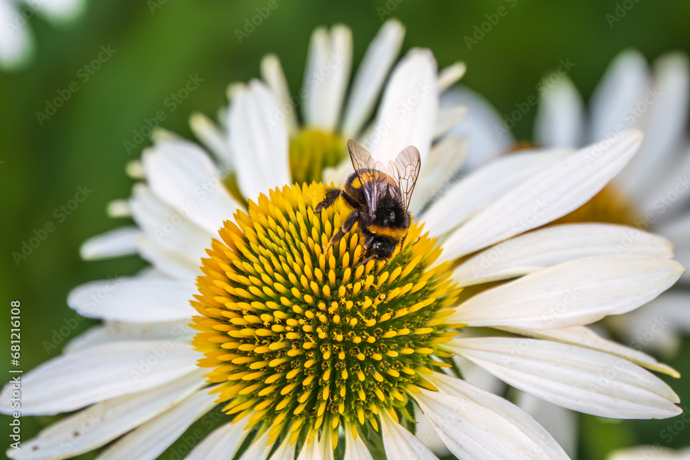 A closeup shot of a bee collecting pollen on a white echinacea flower A closeup shot of a bee collecting pollen on a white echinacea flower