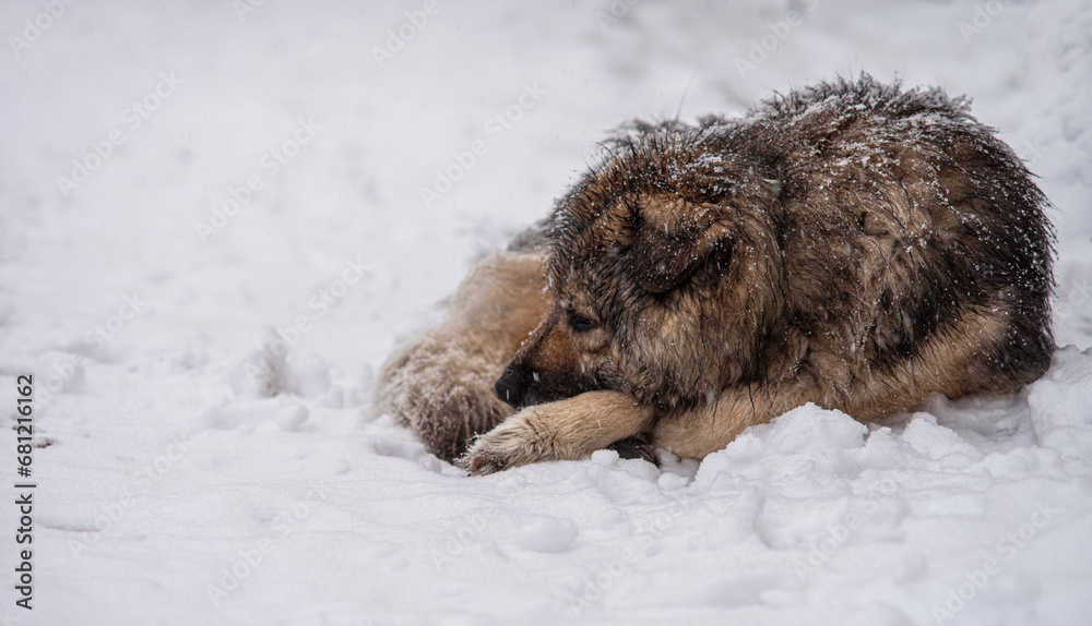 A sad homeless dog lies under a snowfall. Selective focus. A sad homeless dog lies under a snowfall. Selective focus.