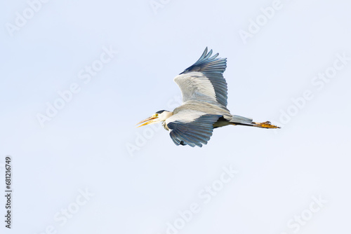 Close up of a Great Blue Heron, Ardea cinerea, flying from right down to left up, with wing down against a background of clear white sky