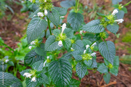 Close up of a common Hemp Nettle, Galeopsis tetrahit, member of the Lamiaceae family with hairy green leaves blooming with white purple spotted flowers photo