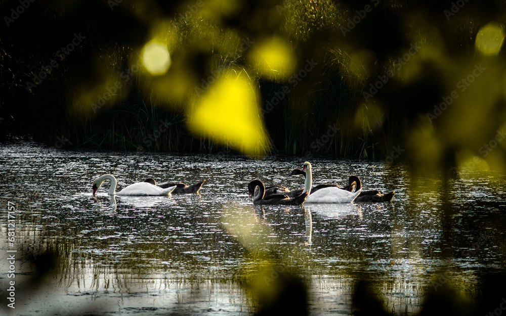 Fototapeta premium swans on the lake