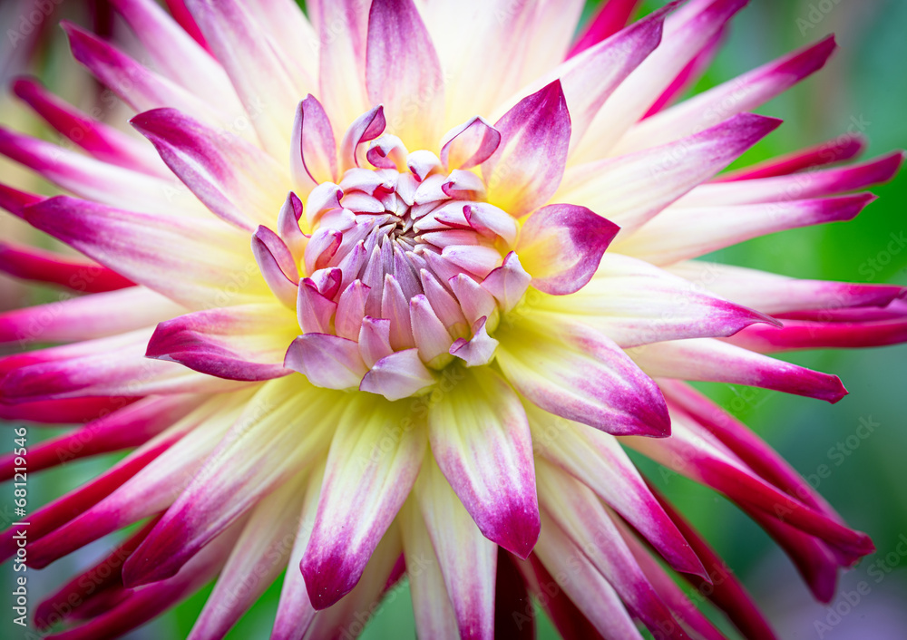 Fototapeta premium White and Purple Cactus dahlia Flower in bloom
