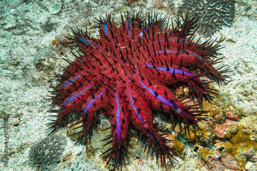 Crown of Thorns Starfish (Purple Variant) in the Strait of Hormuz, Musandam, Oman photo