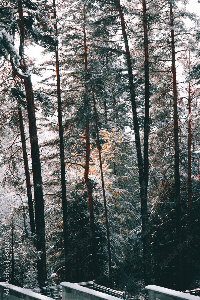 Obraz premium Exploring in the snowy pine forest.