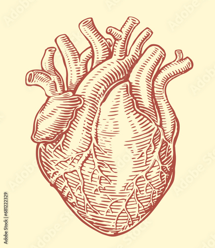 Human heart with anatomical venous system. Hand drawn sketch vintage vector illustration